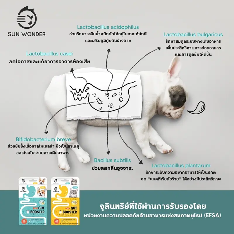 Gut Booster ผงอาหารเสริมโปรไบโอติก สูตรสำหรับหมา… - ภาพที่ 5