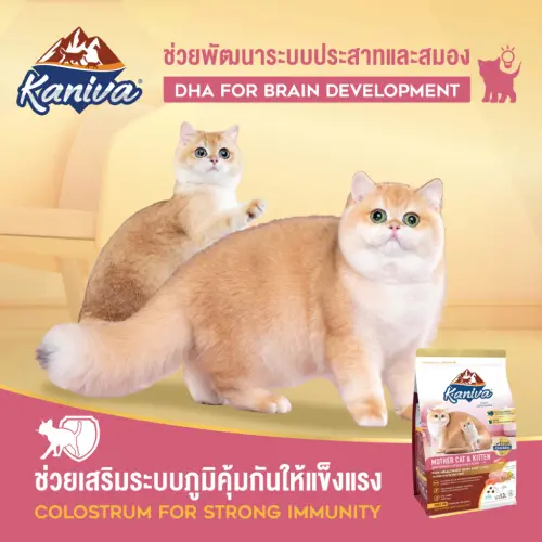 Kaniva อาหารแมว คานิว่า โซเดียมต่ำ ลูกแมว ไก่ แซลมอน… - ภาพที่ 4