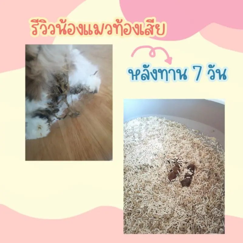 Pet Ordinary Pet Probic โปรไบโอติกแมว และสุนัข… - ภาพที่ 5