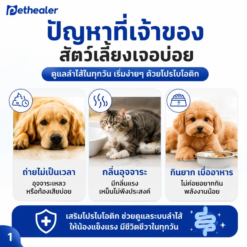PETHEALER โปรไบโอติกสัตว์เลี้ยง 20 ซอง ดูแลลำไส้… - ภาพที่ 3