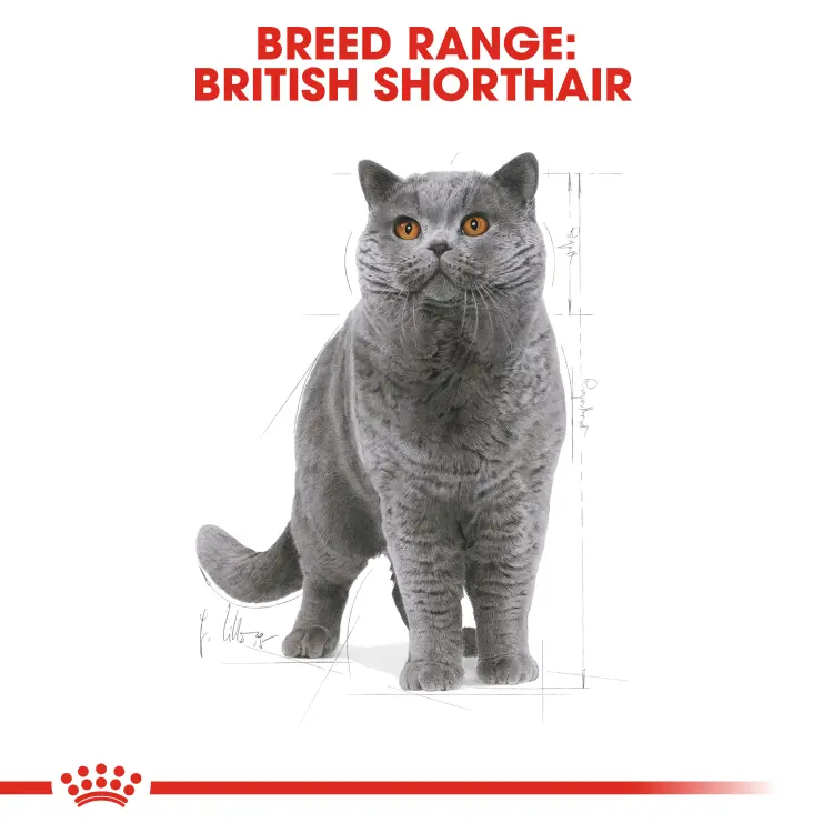 Royal Canin British Shorthair Adult อาหารแมว… - ภาพที่ 5